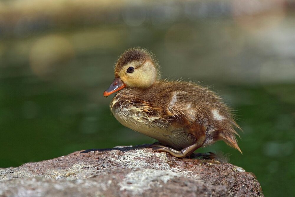 duckling-8062337.jpg
