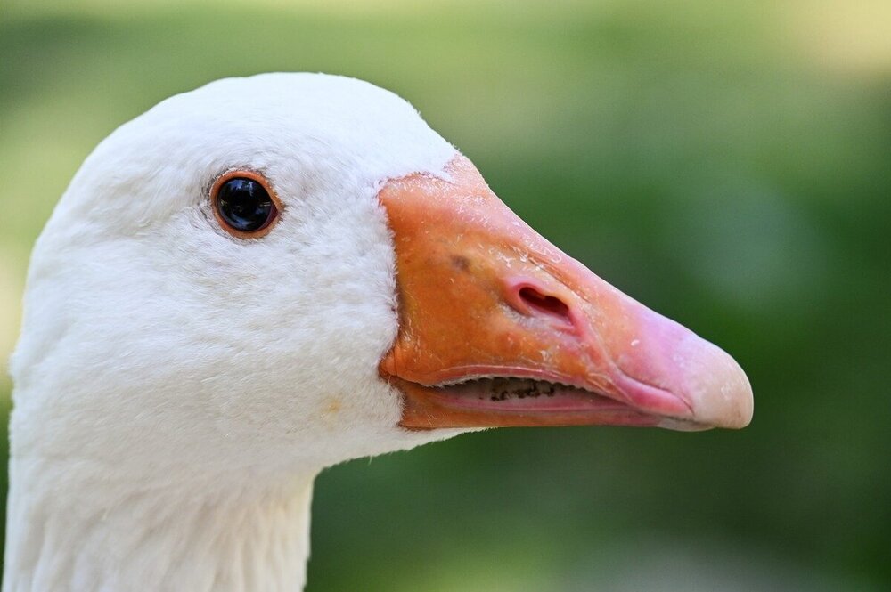 goose-9680216.jpg