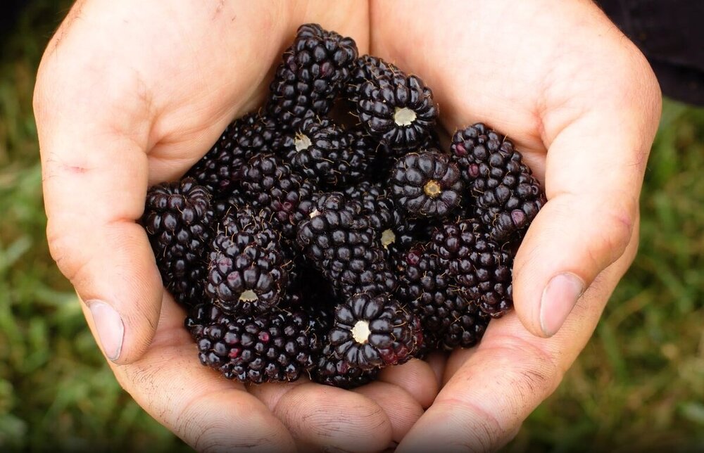 Marionberries.jpg